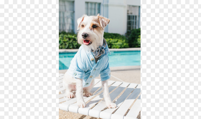 Dog Breed Terrier Companion Clothes PNG