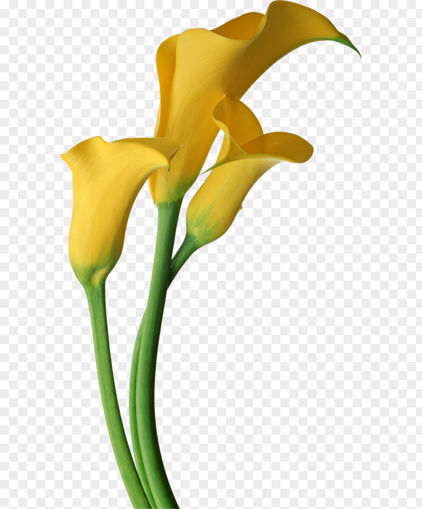 Calla Free Download Arum-lily Flower Easter Lily Clip Art PNG