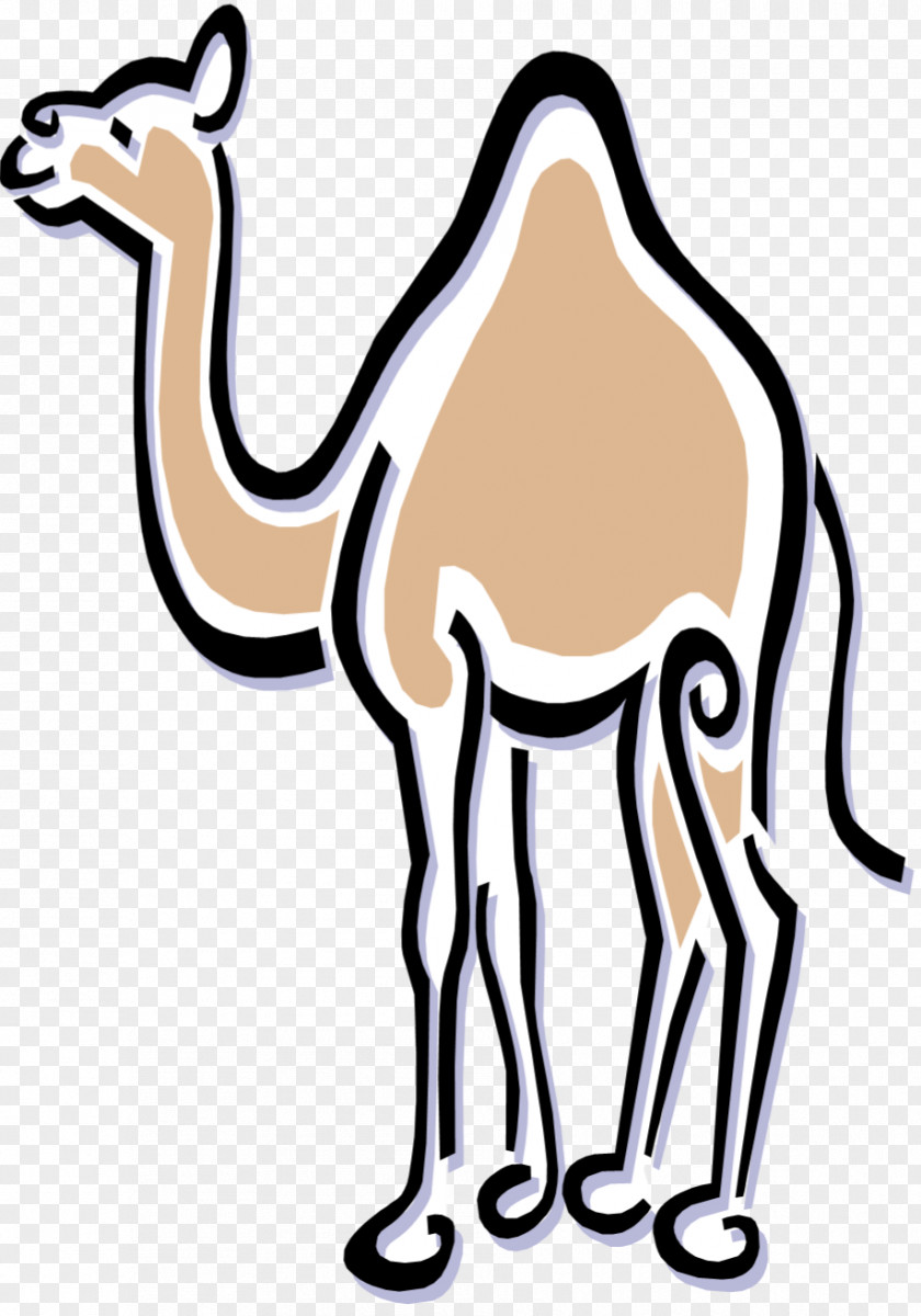 Camel Clip Art Dromedary Royalty-free Benicia Historical Museum Image PNG