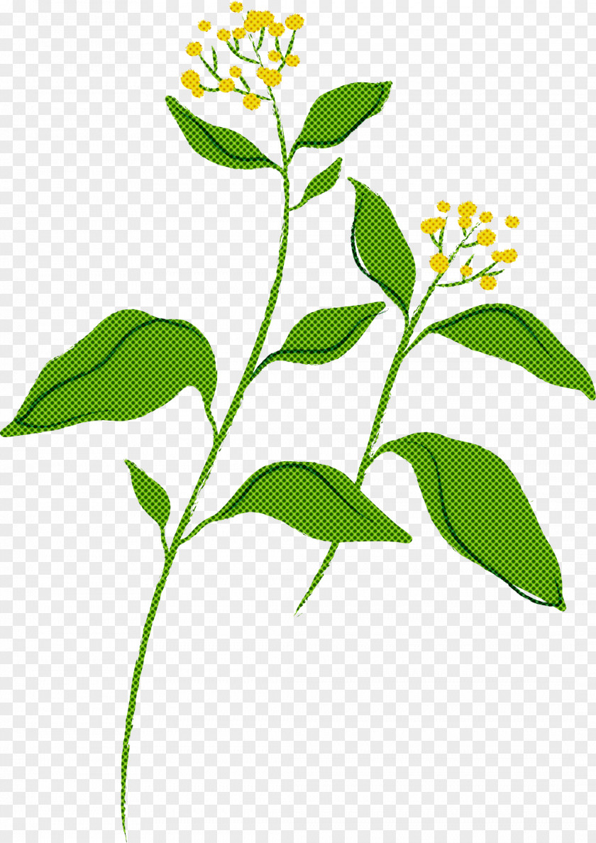 Flower Plant Leaf Stem Herb PNG