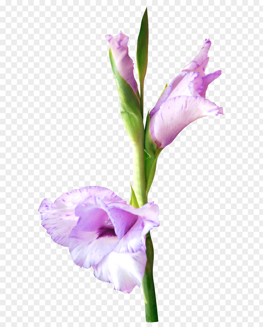 Gladiolus Cut Flowers Petal Poinsettia PNG