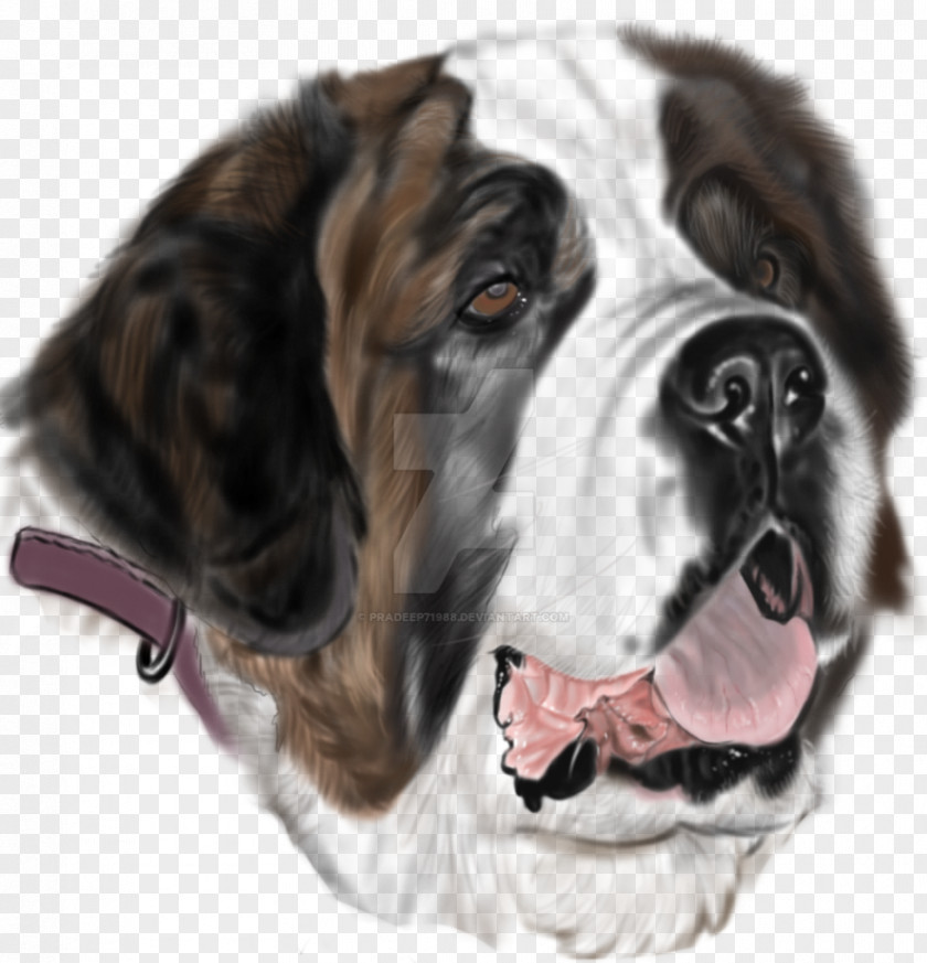 St. Bernard Dog Breed Drawing Tattoo Search And Rescue PNG