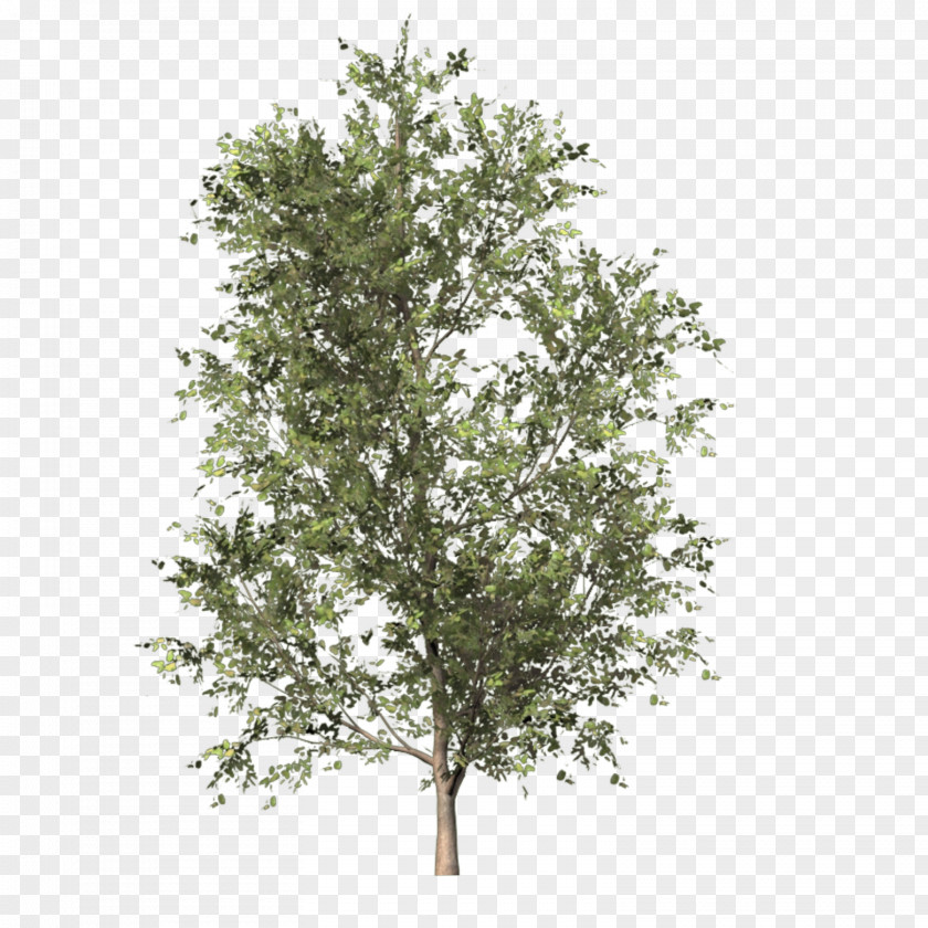 Apricot Tree PhotoScape Clip Art PNG