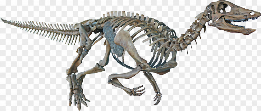 Dinosaur Thescelosaurus Velociraptor Hell Creek Formation Tyrannosaurus Late Cretaceous PNG