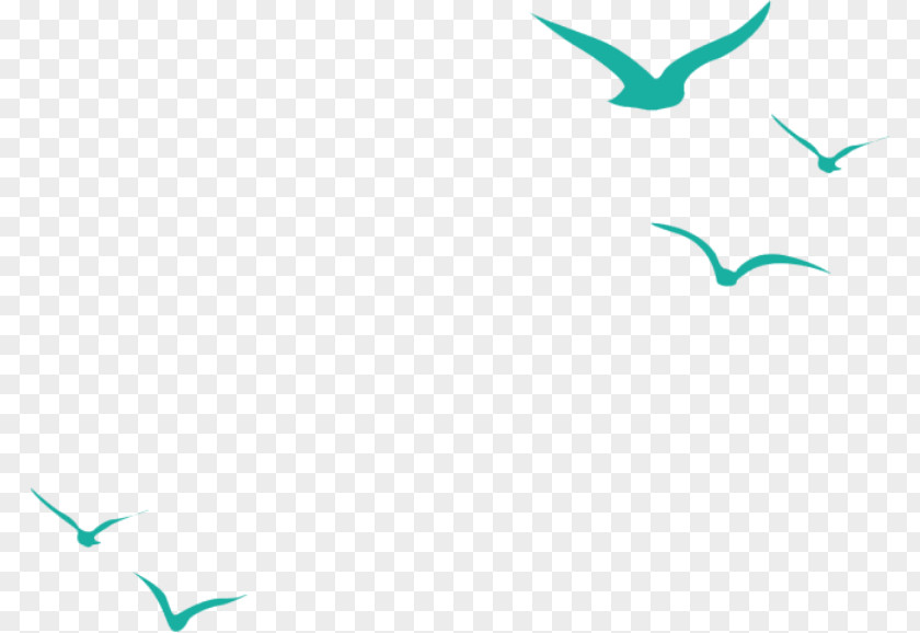 Flying Seagull Hummingbird Flight Common Gull Beak PNG