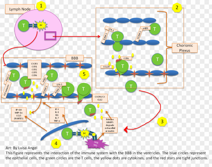 Line Human Behavior Organism Point PNG