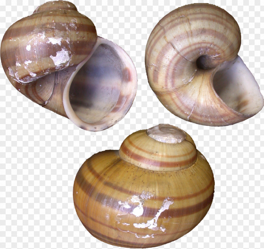 Snail Baltic Macoma Gastropods Operculum Pomacea Maculata PNG