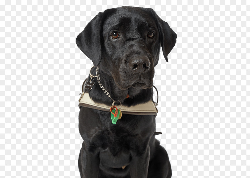 Black Dog Puppy Labrador Retriever Golden Collar Cat PNG