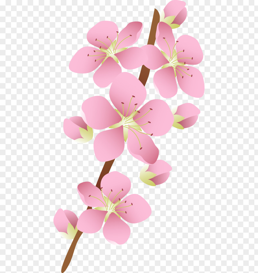 Boof Illustration Flower Image JPEG Blossom PNG