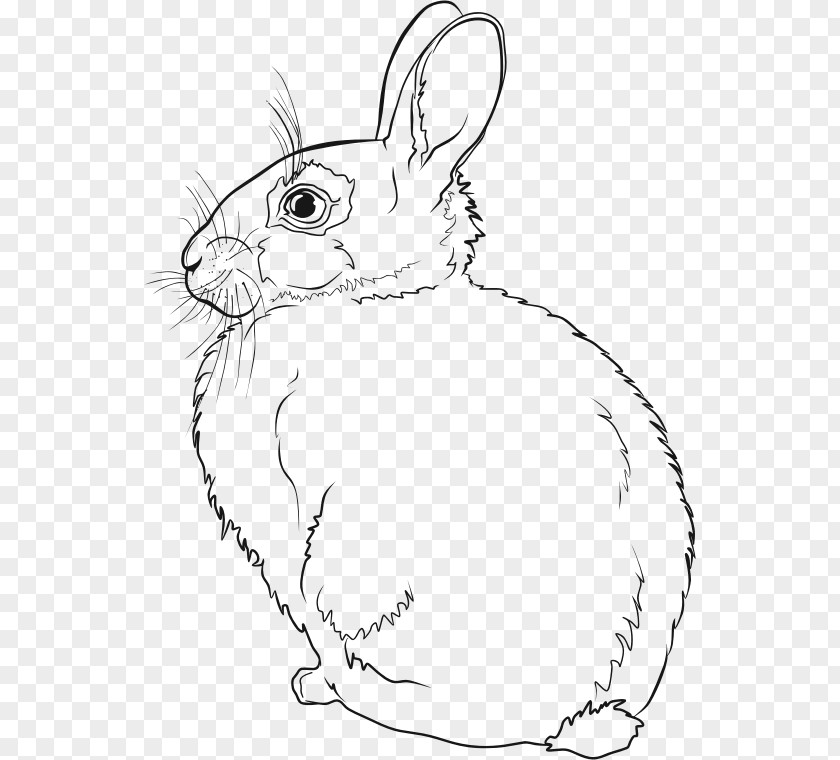Rabbit Hare Easter Bunny Line Art Drawing PNG
