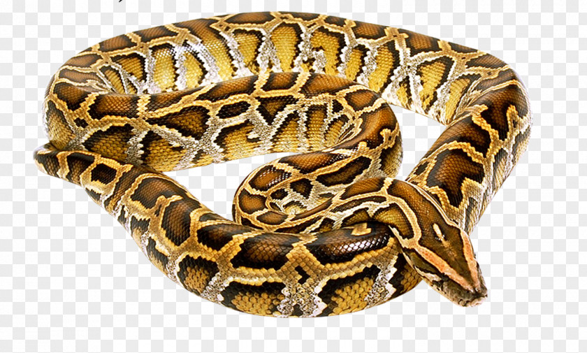 Snake Venomous PNG