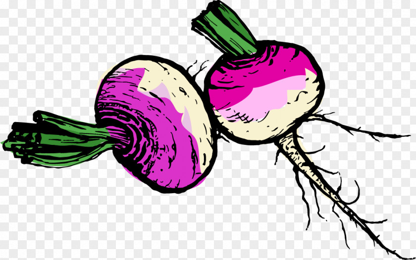 Vegetable Turnip Potato Rutabaga Clip Art PNG