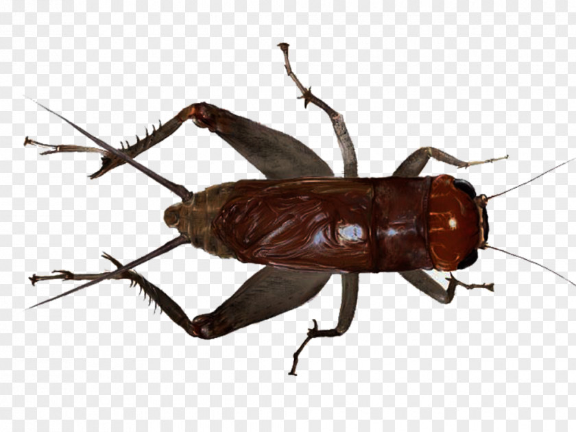 Cricket Grasshopper Insect PNG