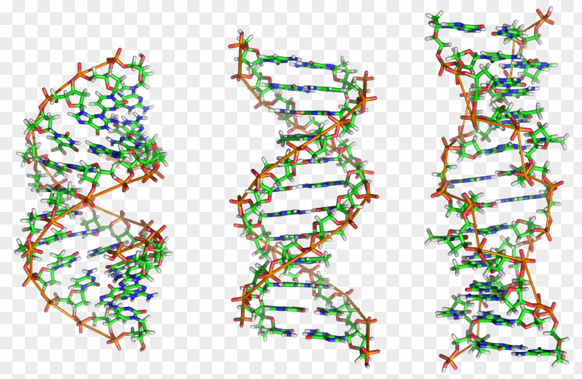 DNA Z-DNA Nucleic Acid Double Helix Structure A-DNA PNG