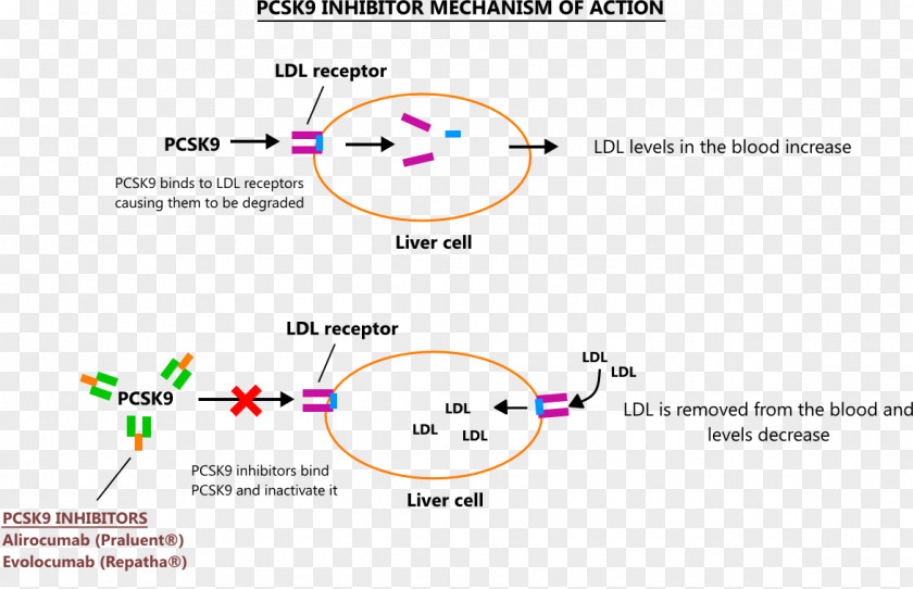 Mecanism PCSK9 Mechanism Of Action Enzyme Inhibitor Alirocumab Cholesterol PNG