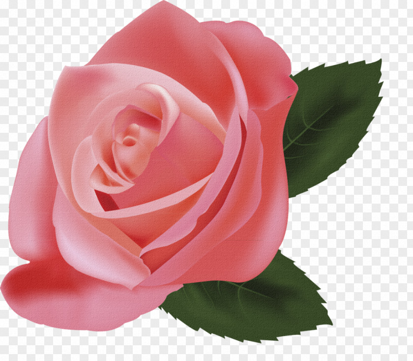 Rose Still Life: Pink Roses Illustration PNG