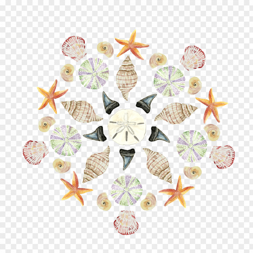 Seashell Watercolor Painting Art Sea Urchin PNG