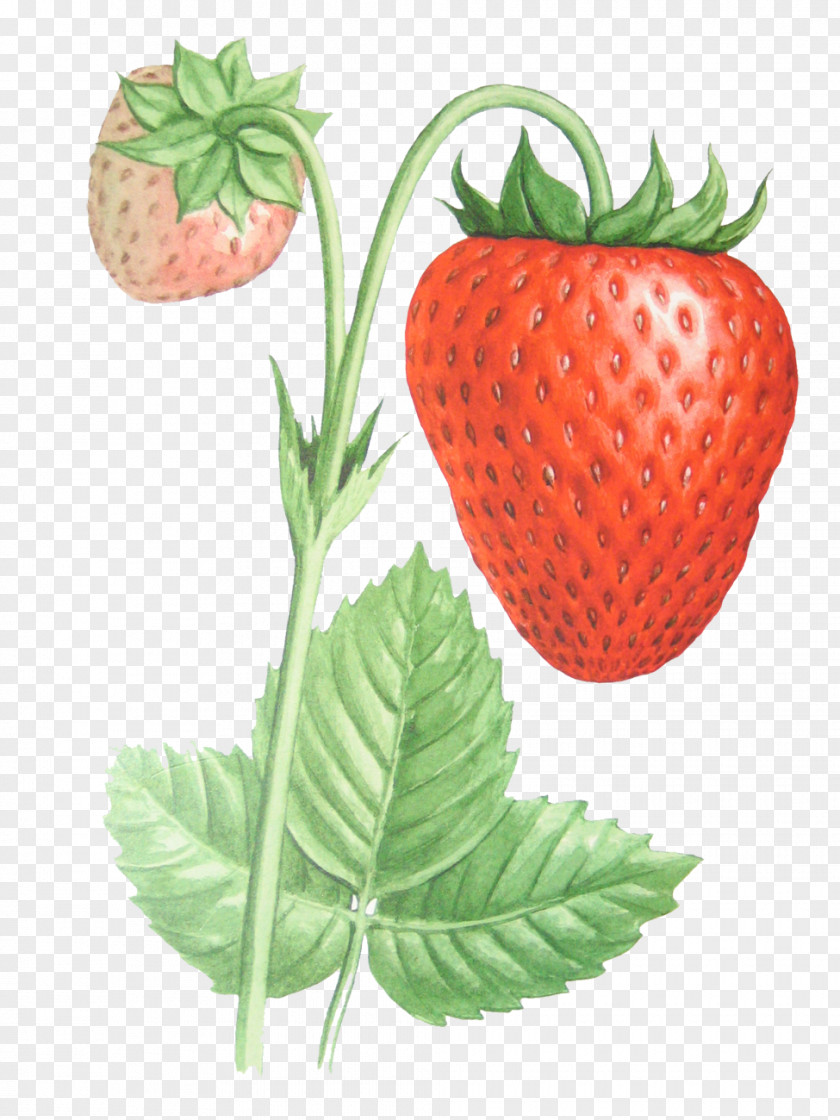Strawberry Musk Food Clip Art PNG