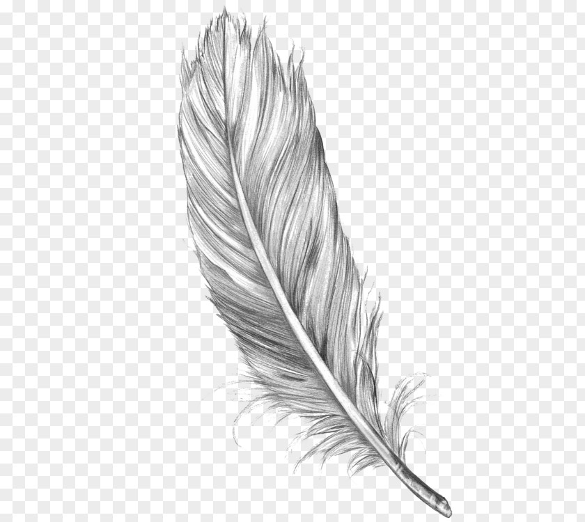 Bird Drawing Feather Art Sketch PNG