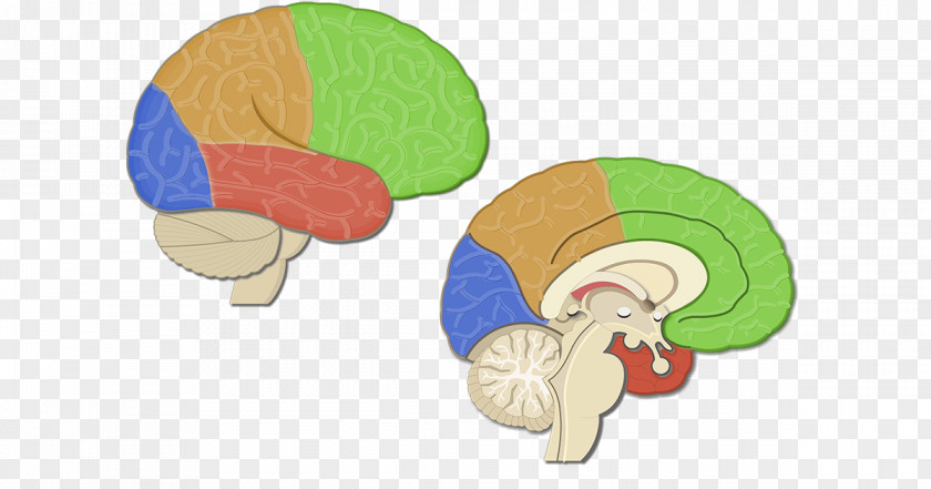 Brain Lobes Of The Parietal Lobe Temporal Frontal PNG