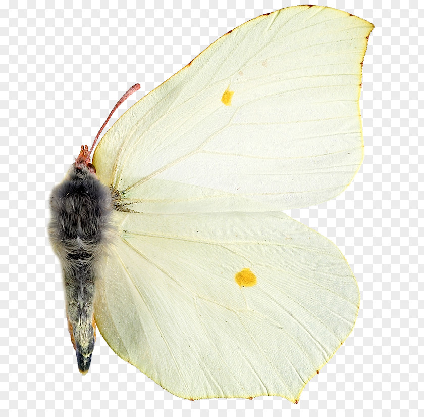 Insect Pieridae Moth Wing Membrane PNG