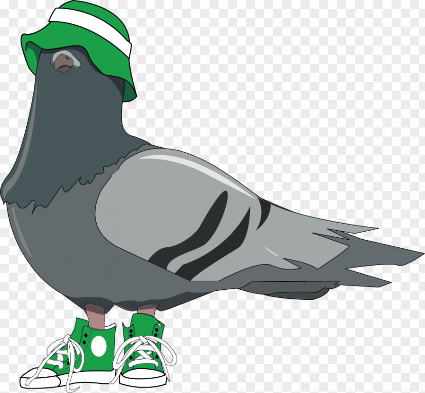 Bird Homing Pigeon Columbidae King Clip Art PNG