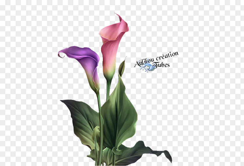 Pretty Painted Flowers Painting Art Flower Floral Design Image PNG