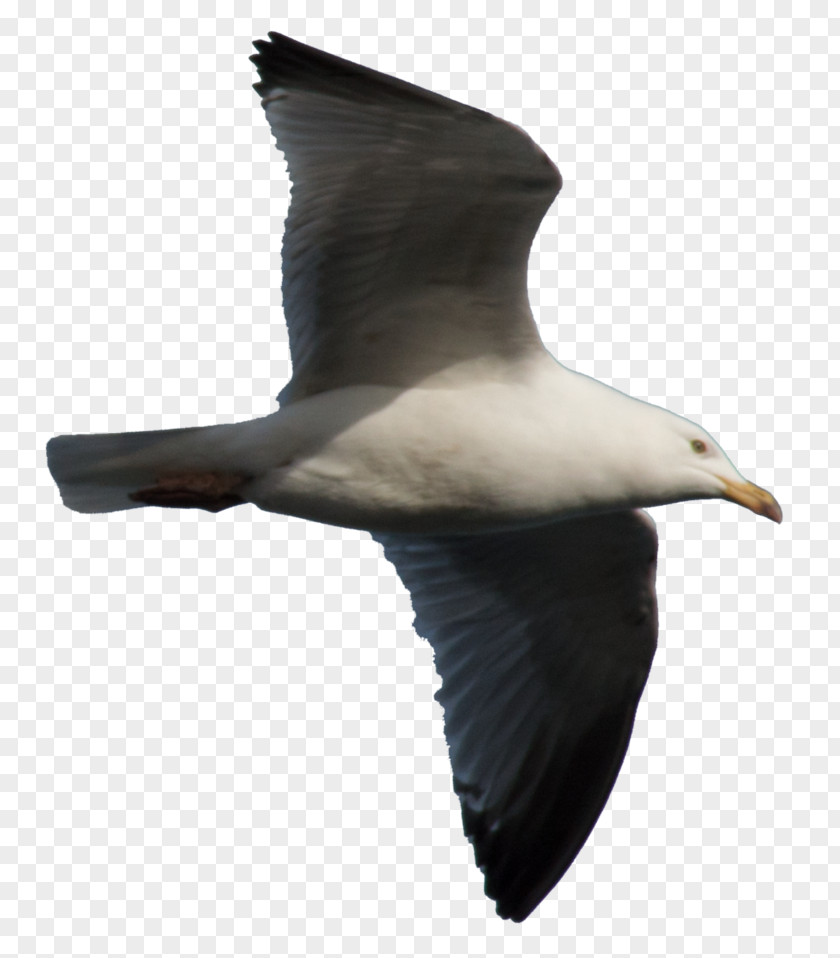 Seagull Gulls European Herring Gull Great Black-backed Shorebirds PNG