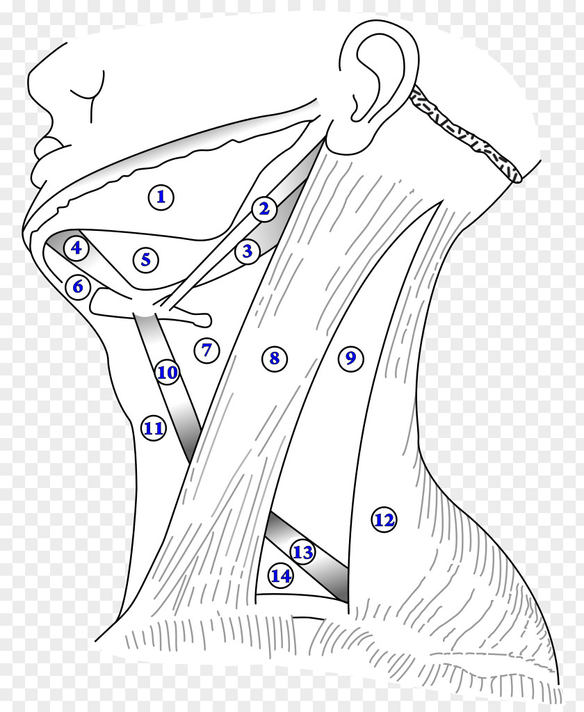 Submental Triangle Triangles Of The Neck Anterior Digastric Muscle Posterior Carotid PNG