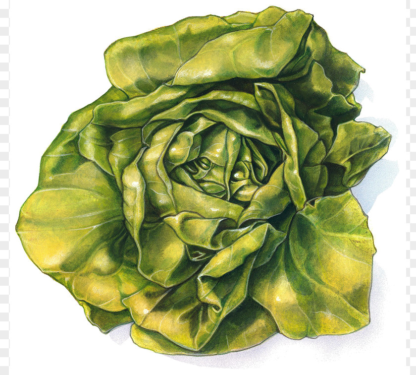 Vegetable Lettuce Sandwich Drawing PNG