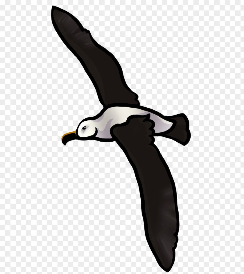 Albatross Flightless Bird Beak Wing Clip Art PNG