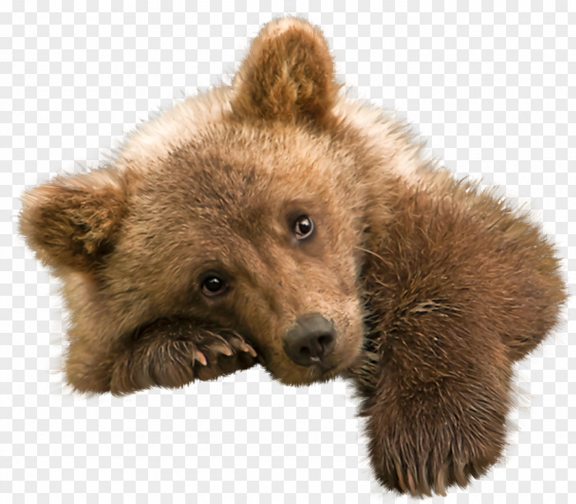 Bear Grizzly Polar Kodiak Image PNG