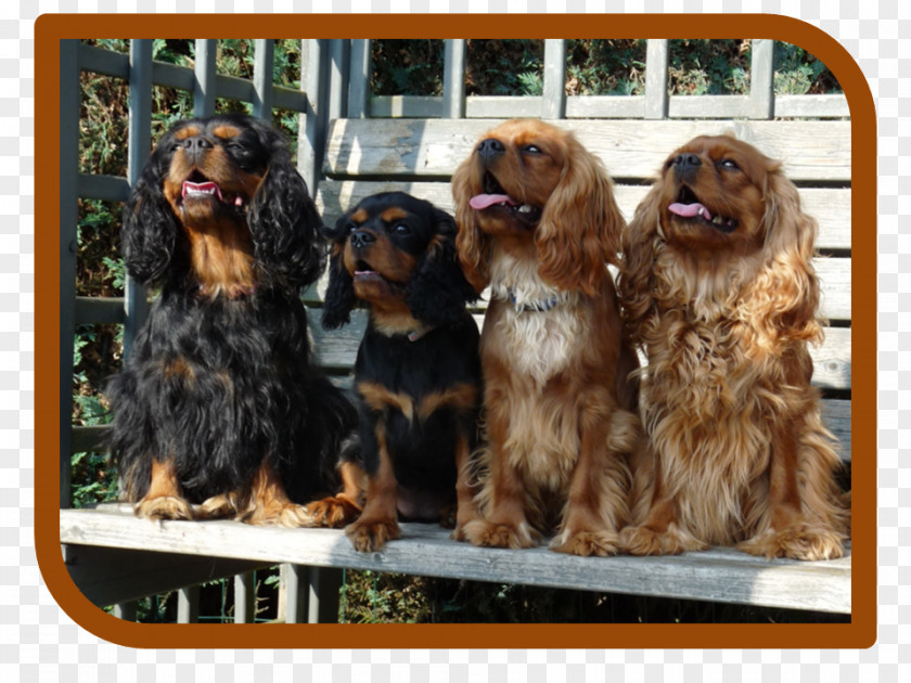 Boykin Spaniel Sussex Cavalier King Charles Cavapoo Dog Breed PNG