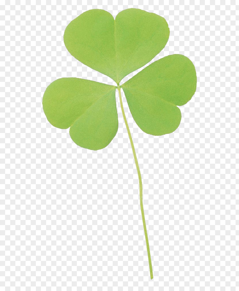 Clover Leaf Four-leaf PNG