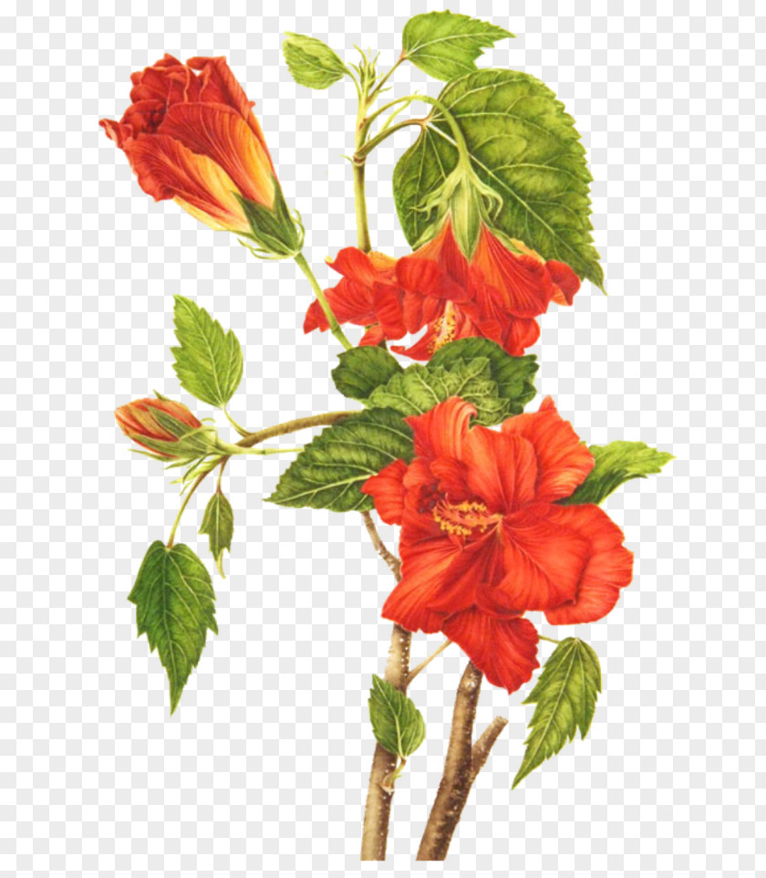 Flower Shoeblackplant Botany Botanical Illustration Common Hibiscus PNG