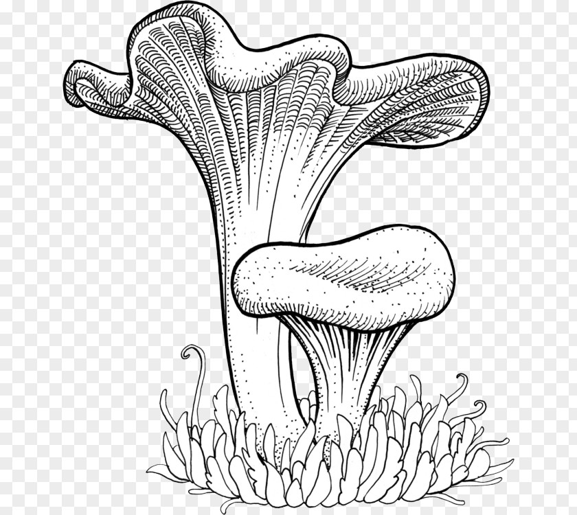 Mushroom Chanterelle Craterellus Cornucopioides Tubaeformis Drawing PNG