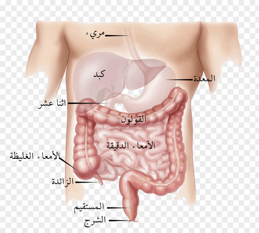No Pain Colorectal Cancer Large Intestine Inflammatory Bowel Disease Irritable Syndrome Gastrointestinal PNG