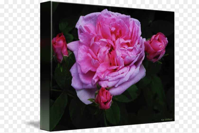 Peony Cabbage Rose Floribunda Azalea Cut Flowers PNG