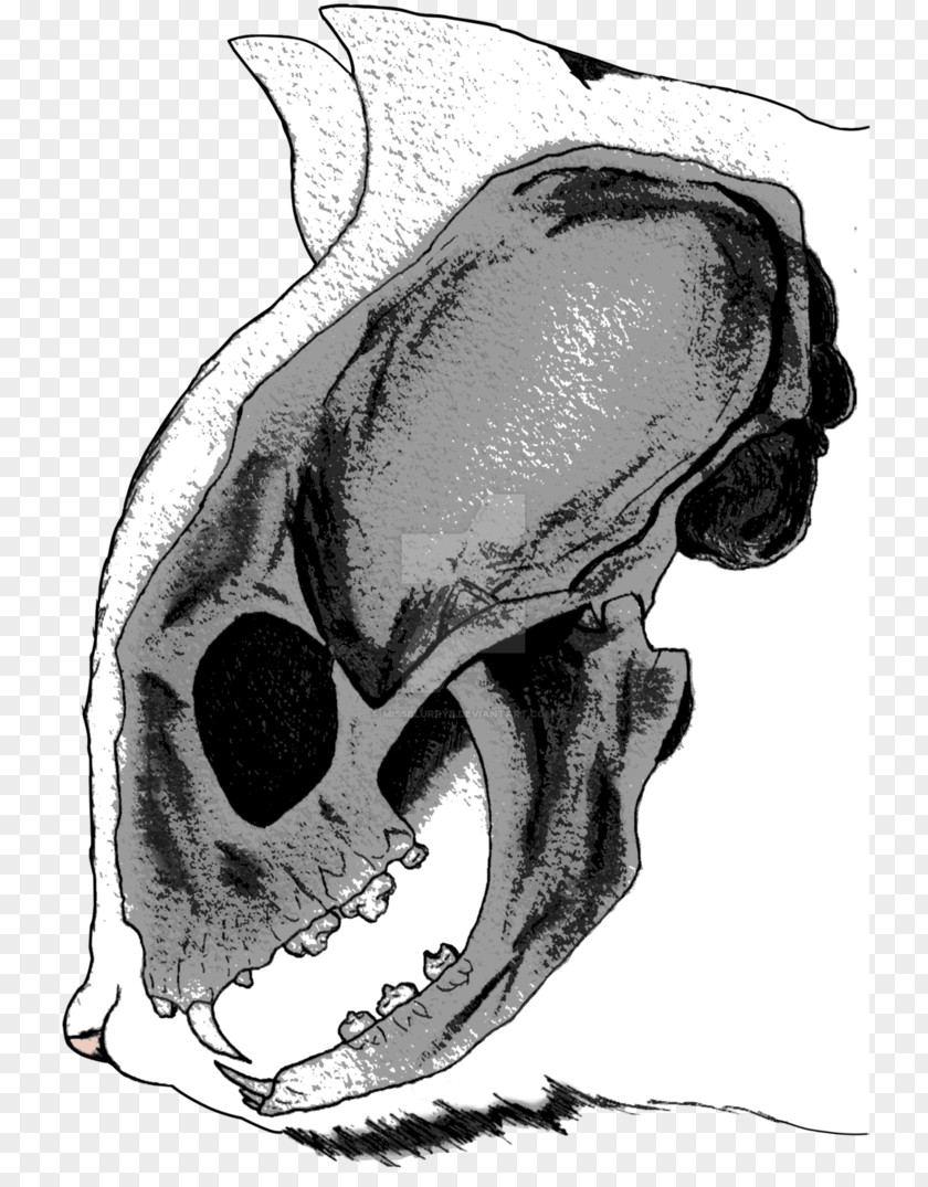 Skull Snout Jaw Automotive Design Mouth Sketch PNG