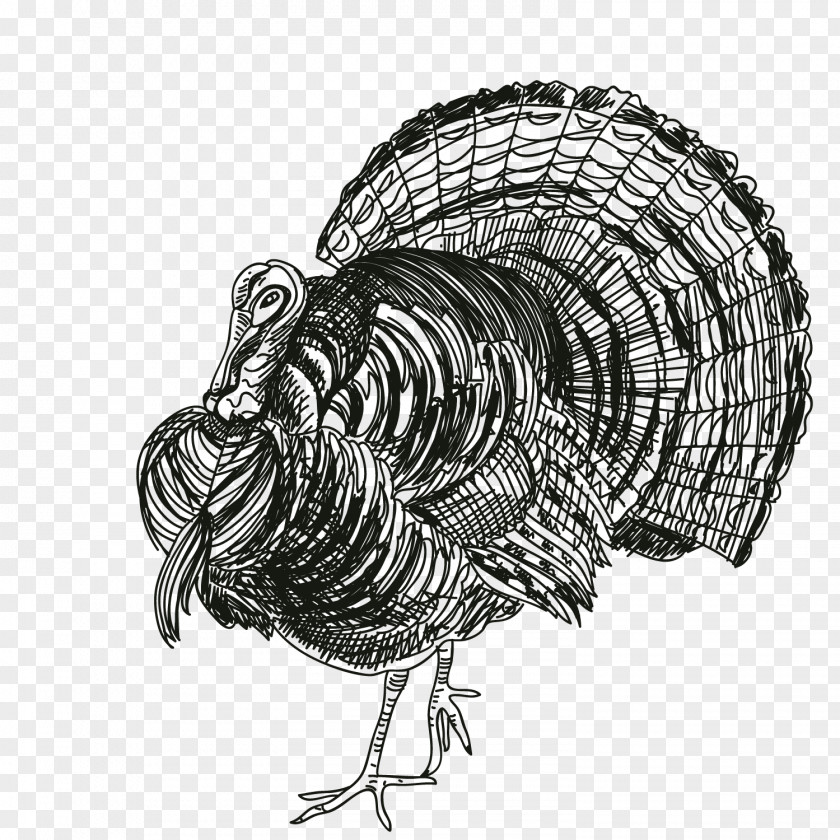 Thanksgiving Turkey Black And White Rooster PNG