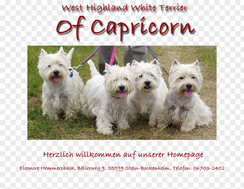 Westie West Highland White Terrier Maltese Dog Breed Companion PNG