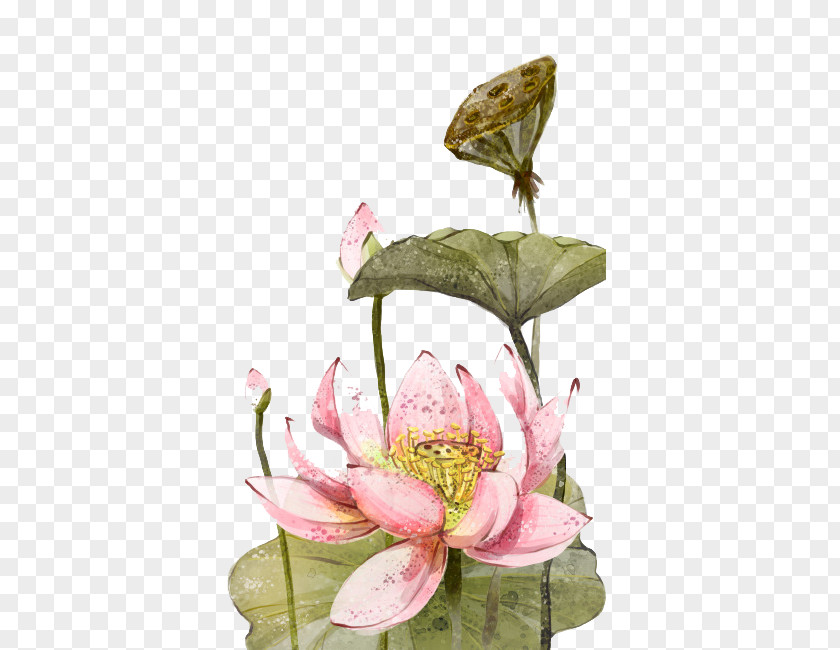 Chinese Ink Painting Lotus Nelumbo Nucifera Wash Download PNG