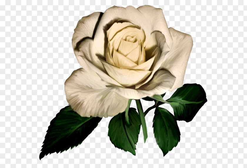 Flower Garden Roses Image Clip Art PNG