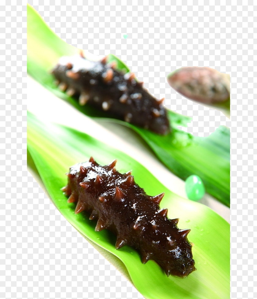 Healthy Sea Cucumber As Food Seafood Tsukudani Ingredient PNG