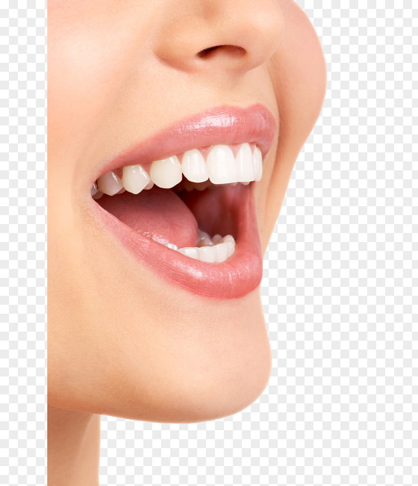 Teeth Model Dentistry Veneer Dental Hygienist Crown PNG
