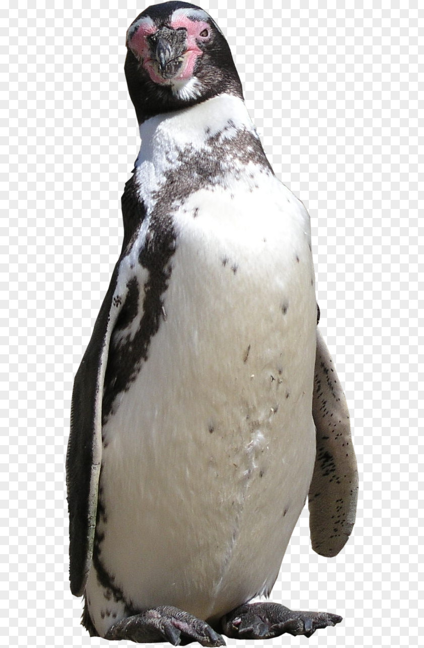 Texture Mapping King Penguin Rhinoceros PNG