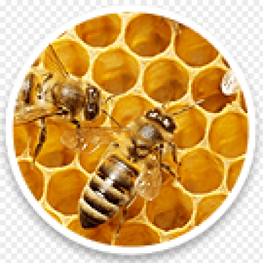 Bee Beeswax Western Honey Honeycomb PNG