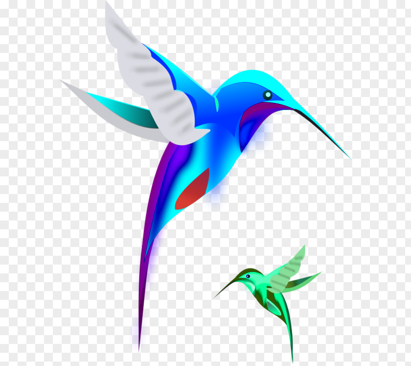 Bird Hummingbird Cartoon Clip Art PNG