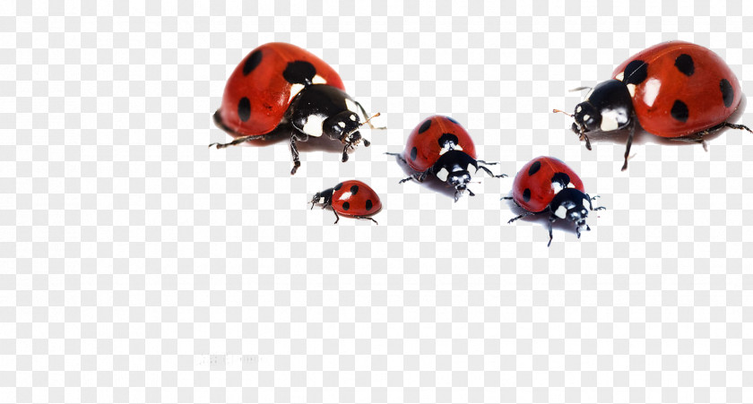 Ladybug Group Beetle Ladybird High-definition Television Family Wallpaper PNG