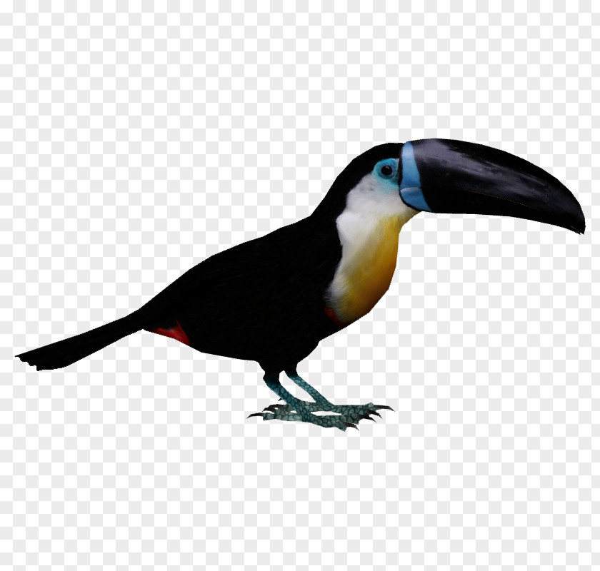 Toucan Channel-billed Bird Piciformes Woodpecker PNG